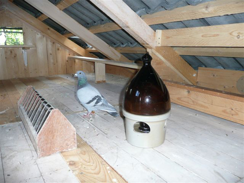 porumbei-in-pod
