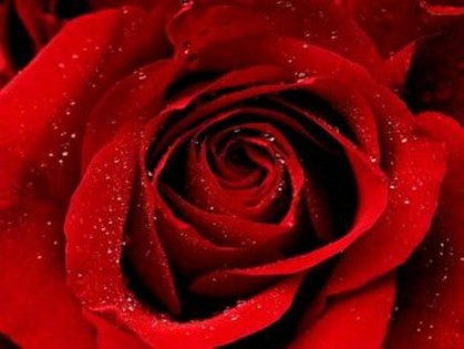 trandafiri05 - ALBUM PENTRU rosalinda