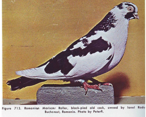 romanian-roller-pigeon - poze cu porumbei
