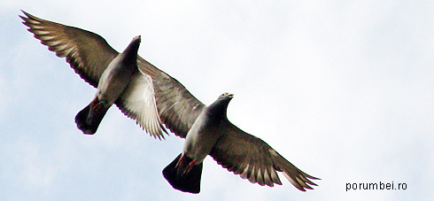 zboruri-lungi - poze cu porumbei