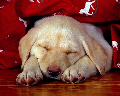 Puppy Dreams - poze Desktop