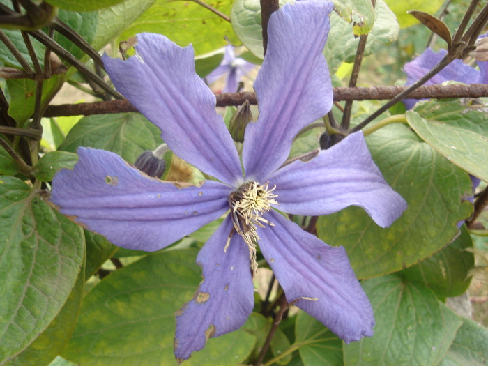 clematita - flori de gradina