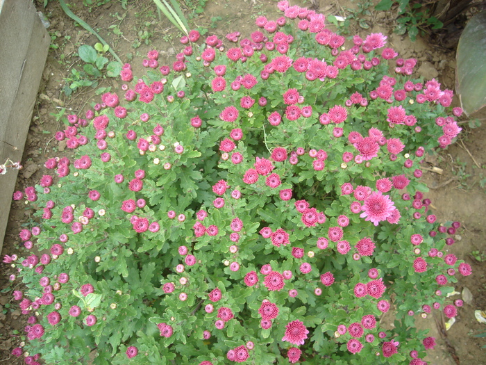 tufanea - flori de gradina