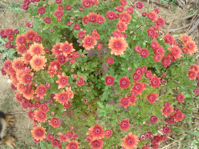 tufanele - flori de gradina