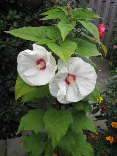 Hibiscus Moscheutos 26 sept 2010 - hibiscus gradina