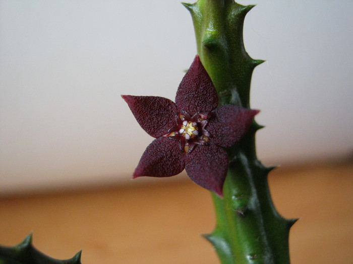 Huernia ubomboensis (2) - Asclepiadaceae