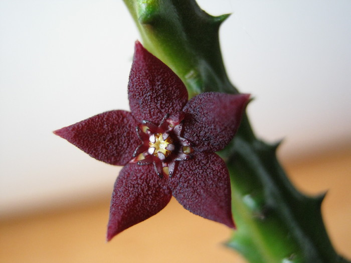 Huernia ubomboensis (12)