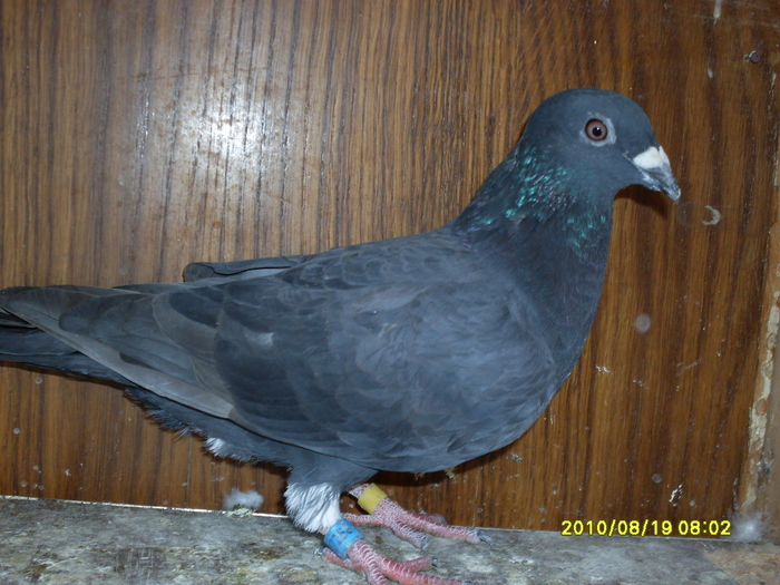 mascul 2010 - porumbei 2010