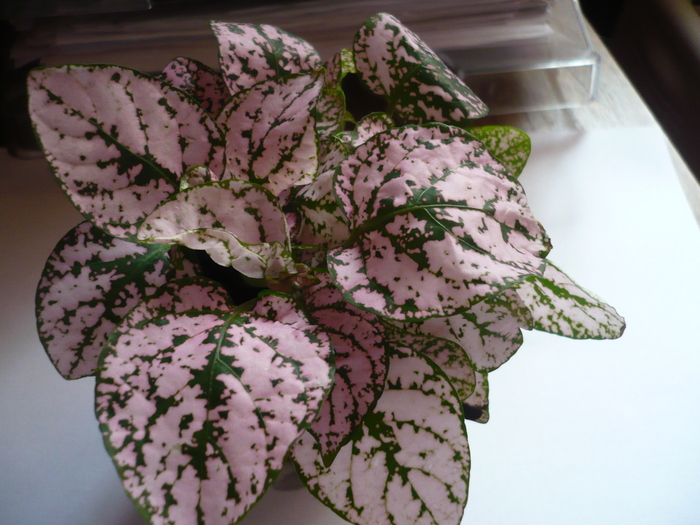 Fittonia - Flori 2010