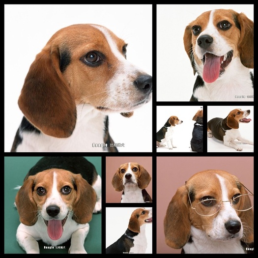 Beagle-Dog-Wallpapers-Pack - BEAGLE