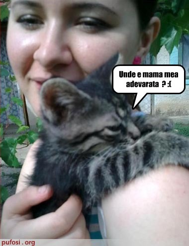 pisica este-trista-si-intreaba-de mama-ei-adevarata