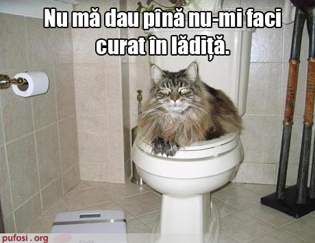 -pisica-blocheaza-toaleta - Pisici amuzante