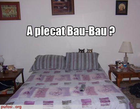 -pisicile-sau-ascuns-dupa-perna