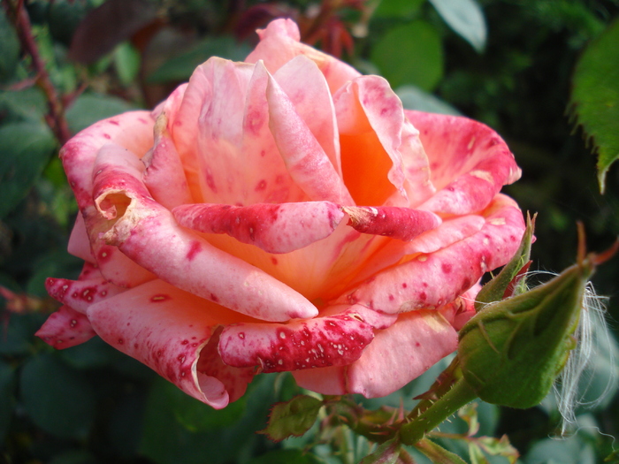 Rose Artistry (2010, June 28) - Rose Artistry
