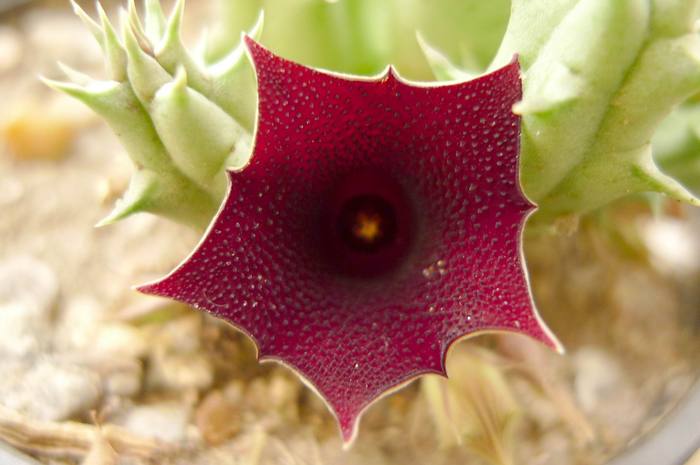 v. keniensis - Huernia keniensis