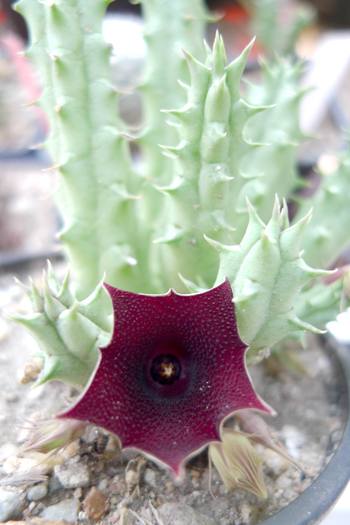 v. keniensis - Huernia keniensis