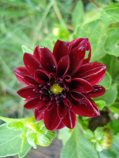 Dahlia Mignon (2010, June 30)