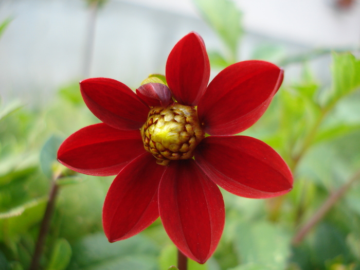 Dahlia Topmix Red (2010, June 28) - Dahlia Topmix Red