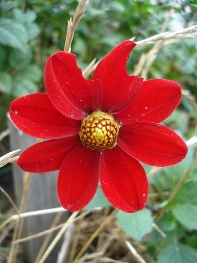 Dahlia Topmix Red (2010, September 26) - Dahlia Topmix Red