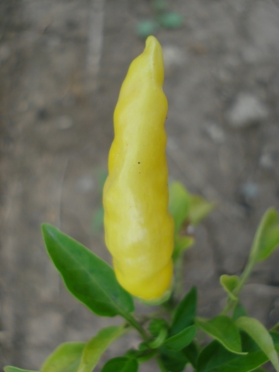 Macska Sarga Pepper (2010, Sep.26)