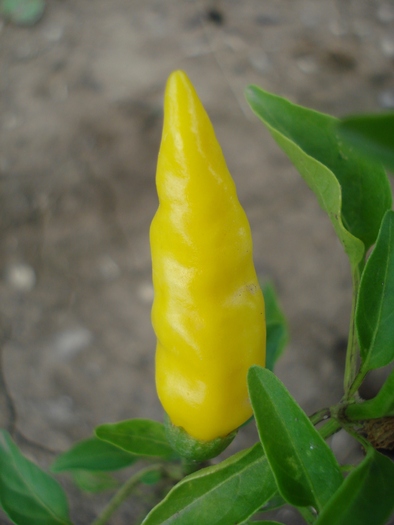 Macska Sarga Pepper (2010, Sep.26)