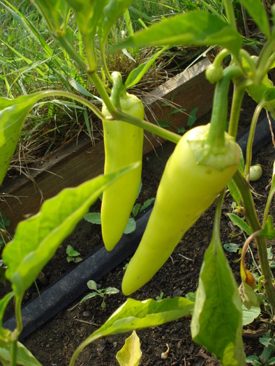 Rekord Peppers (2010, August 08) - Rekord Chili Pepper