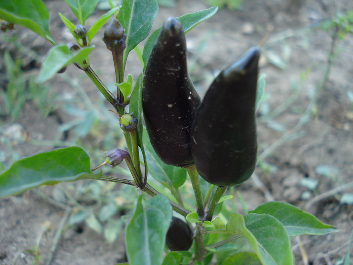 Black Chili Pepper (2010, August 24)