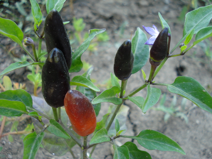 Black Chili Pepper (2010, August 24)