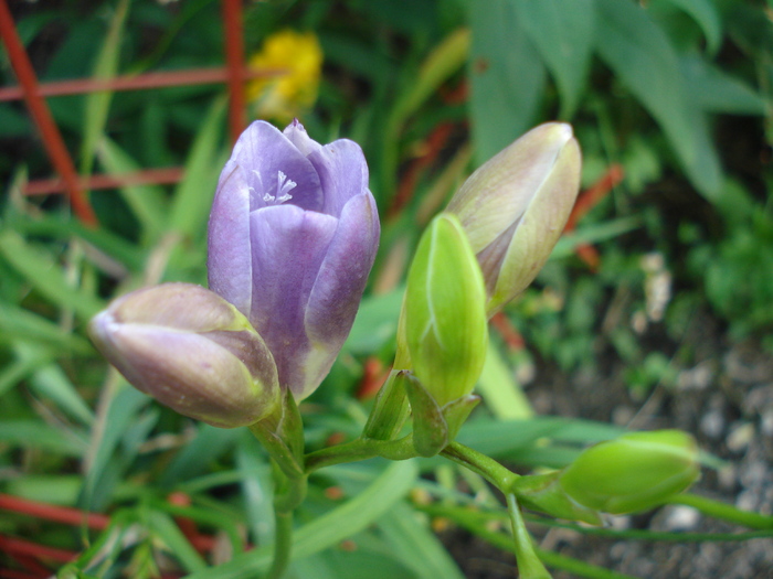 Purple Freesia (2010, July 02) - FREESIA