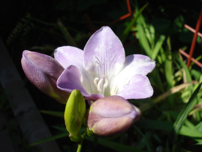 Lilac Freesia (2010, July 03) - FREESIA