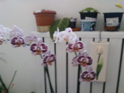 are 2 tije - phalaenopsis