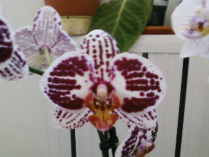 sosita in august in colectie - phalaenopsis