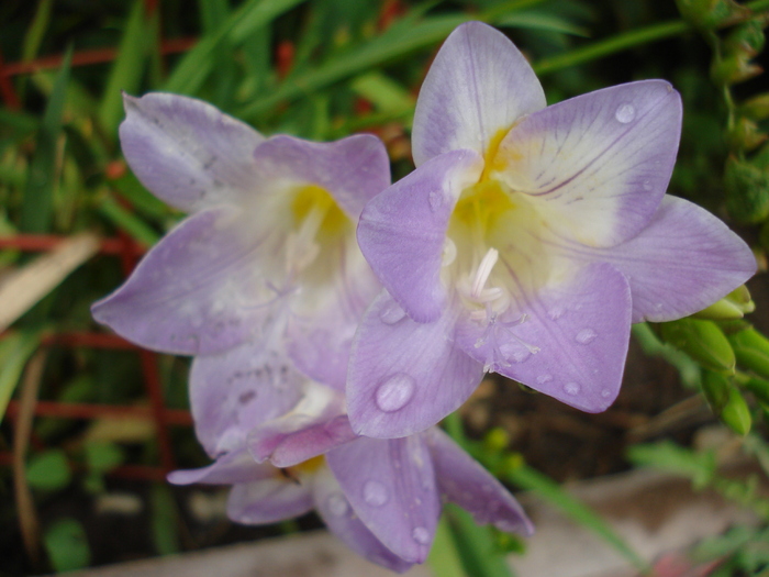 Lilac Freesia (2010, July 04) - FREESIA