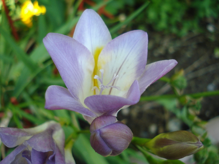 Lilac freesia (2010, July 05) - FREESIA