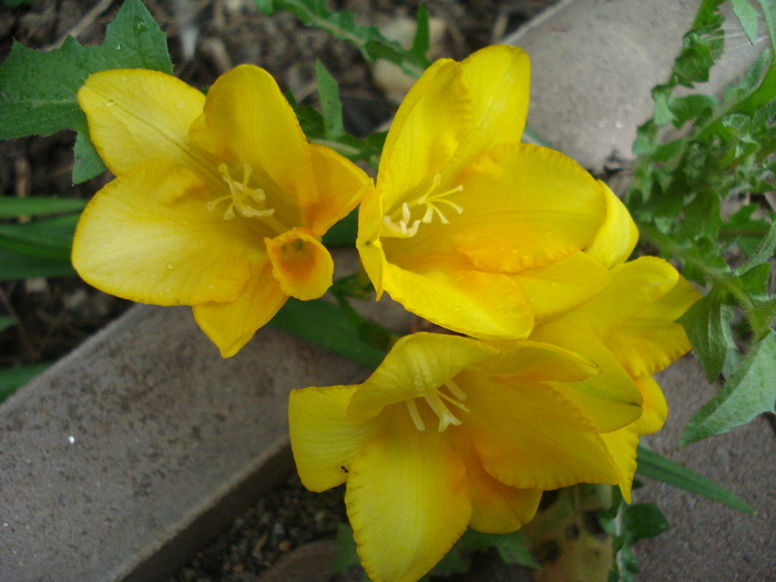 Yellow Freesia (2010, July 10) - FREESIA