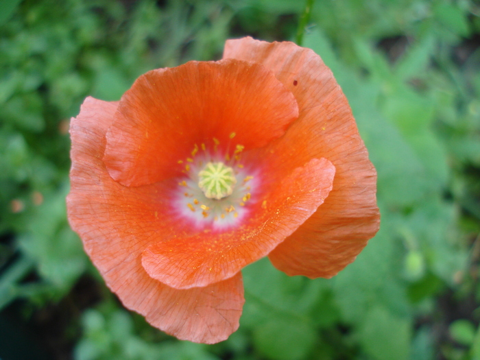 Red Poppy (2010, June 27) - MACI Poppy Papaver