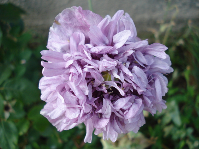 Purple Poppy (2010, July 02) - MACI Poppy Papaver