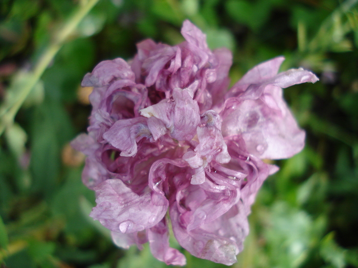 Purple Poppy (2010, July 04)