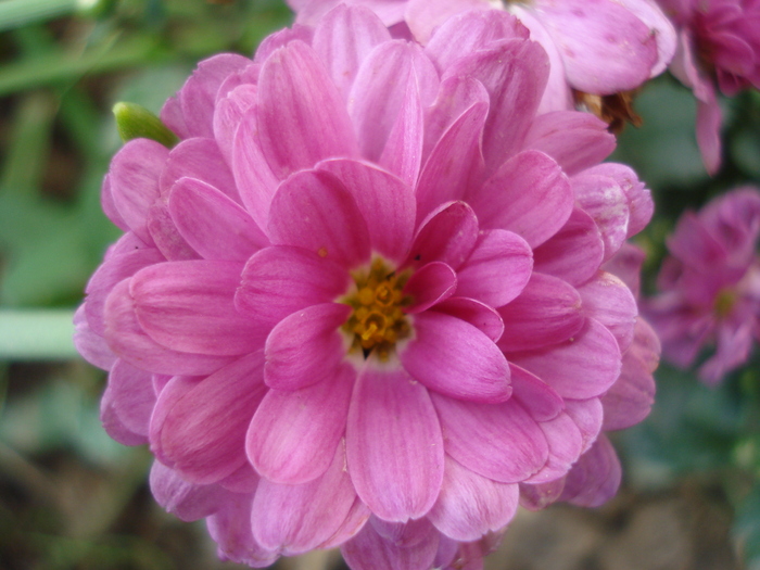 Pink Chrysanthemum (2010, Sep.26) - Pink Chrysanthemum