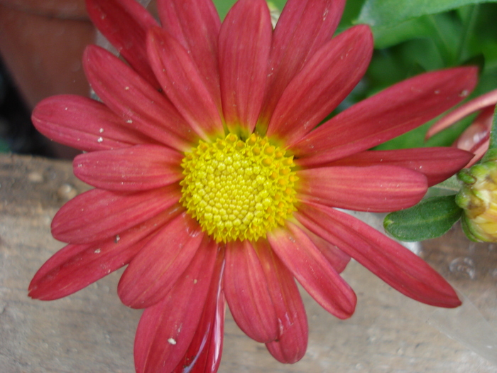 Red & Yellow Chrysanth (2010, Sep.26) - Red Yellow Chrysanthemum