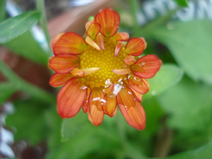 Red & Yellow Chrysanth (2010, Sep.26) - Red Yellow Chrysanthemum