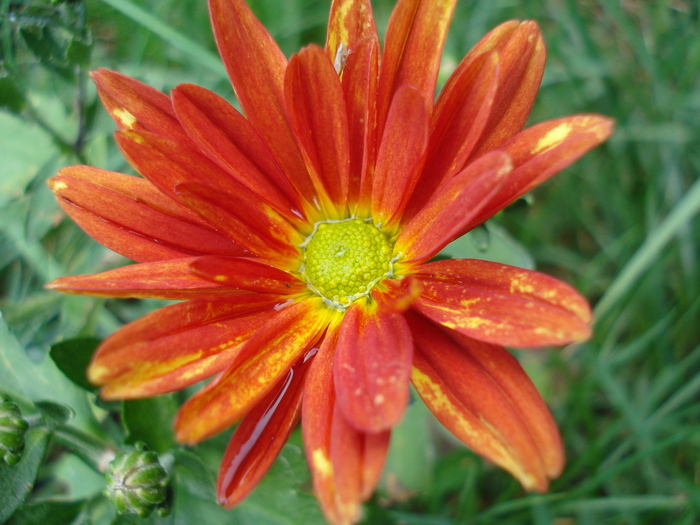 Red & Yellow Chrysanth (2010, Sep.26)