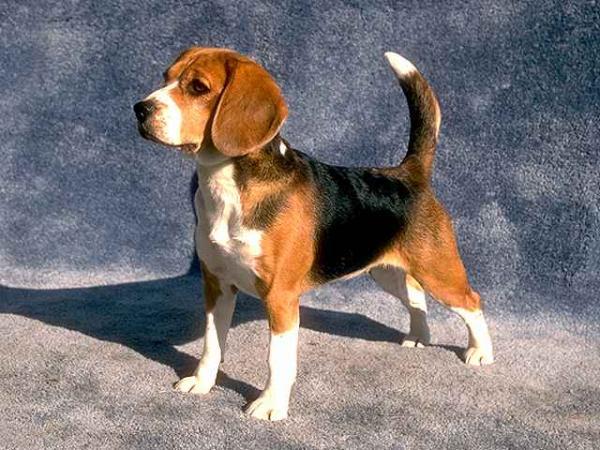 beagle4