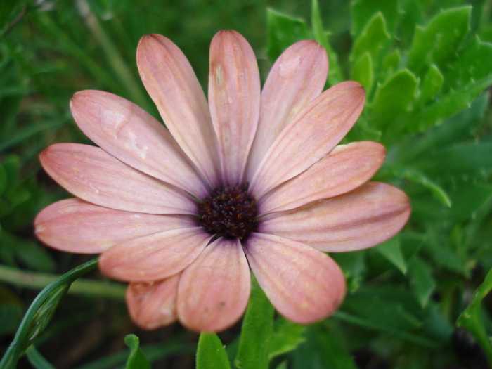 Daisy Orania Terracotta (2010, June 30)