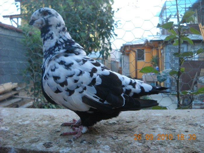 femela 26.09.2010