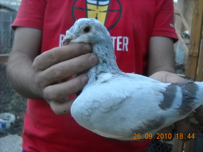 mascul 26.09.2010