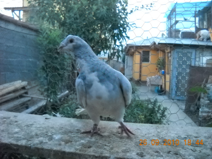 mascul 26.09.2010