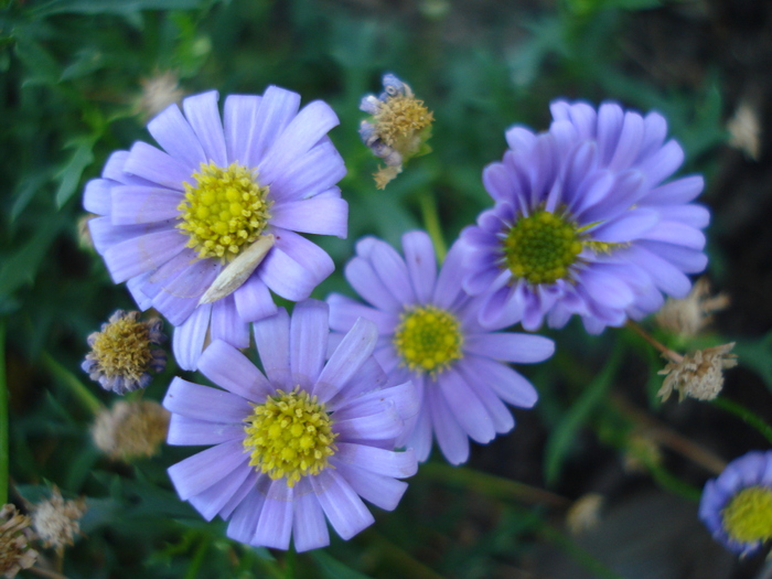 Swan River Daisy (2010, August 24) - DAISY Brachycome