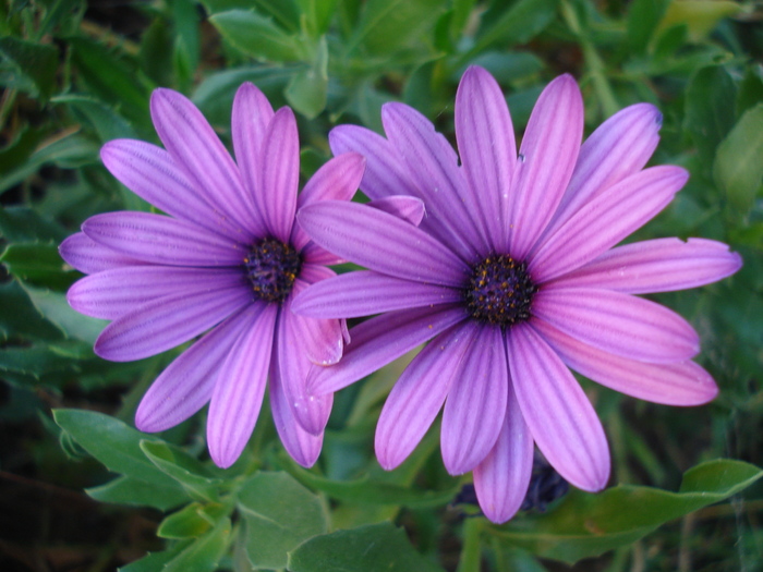 African Daisy Astra Violet (2010, Aug.28) - Osteo Astra Violet