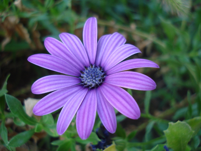 African Daisy Astra Violet (2010, Aug.28) - Osteo Astra Violet